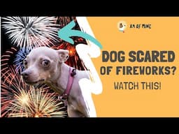 Dog Scared of Fireworks? Here’s How to Calm Them!