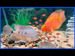 Breeding RED TEXAS Cichlids!