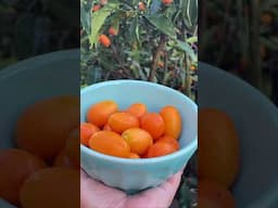 Kumquat harvest 🌱🍊  #kumquat #harvest #backyardgarden #gardeninspiration #satisfying #urbangarden