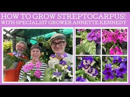 How to grow & propagate Streptocarpus with specialist grower Annette Kennedy!