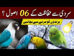 6 winter rules for all birds | parindo ki sardi se hifazat ke 5 asool janlen | birds winter care