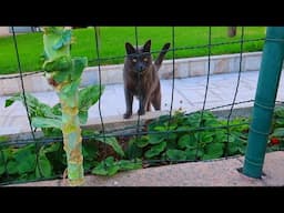 PIZARRÍN, LOS POLLOS, EL GATO DEL VECINO Y EL HUERTO