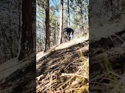 Novice cuts down tree successfully.    #tree #logging #chainsaw #timber