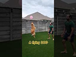 Dog Plays Volleyball with Dad #shorts