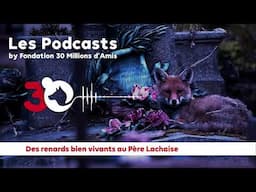 PODCAST - Des renards bien vivants au cimetière du Père Lachaise