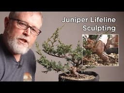 Bonsaify | Bringing Life to Twisty Juniper Lifelines!