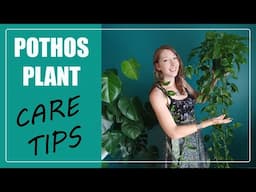 POTHOS PLANT CARE TIPS! How to care for Pothos / Epipremnum indoors!