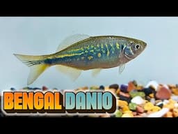 Meet the Bengal Danio: The Perfect Active Fish for Your Aquarium!