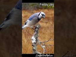 Male Blue Jays; Blue and Feisty Jay  #bluejay #birdcalls #funnybirds #birds