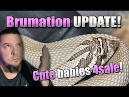 Brumation Update! FREE shipping on Baby Hoggies!