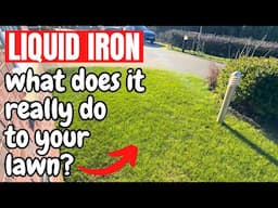 What does IRON really do to your lawn? - 1 week after iron application