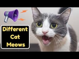 When Your Cat Meows At You, THIS Is What It Means