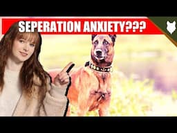 DO BELGIAN MALINOIS GET SEPERATION ANXIETY