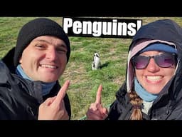 PENGUINS on an ISLAND | Isla Magdalena Penguins in Punta Arenas