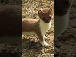 What Is The Difference Between Weasels And Stoats? #weasel #stoat #animals #wildlife