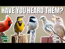 25 Bird Songs and Calls that Everyone Should Know (United States)