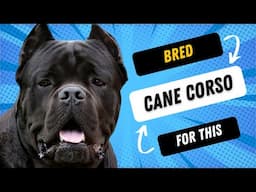 What Was The Cane Corso Bred For?