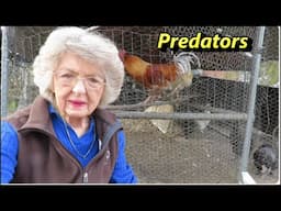 PREDATORS AFTER MY  CHICKENS AGAIN