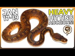 Heavy Hitting Ball Python and Hognose Auctions this Week! (JAN 17-19)