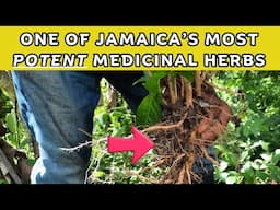 Guinea hen weed benefits & medicinal uses in Jamaica / Earth's Medicine