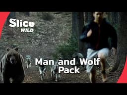 Living with Wolves: A Unique Bond | SLICE WILD