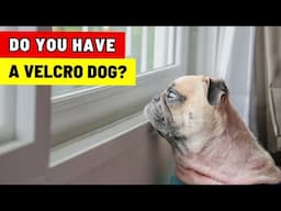 What's Your Dog's Velcro Status? (High, Medium, Low)