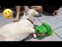 Funniest Animals 2023 😅 Best Cats and Dogs Videos 😻🐶 Part 16