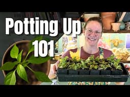 🌱 Potting Up 101: What is POTTING UP, Why, When & How + Potting Up 300+ Seedlings! 🌿