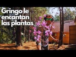 Gringo le encantan las plantas