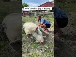 How to tell a pig is happy…. #farmsanctuary #farmanimals #pigs #cuteanimals