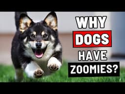 The REAL Reason Behind Your Dog’s Zoomies - and What It Means ABOUT YOU!