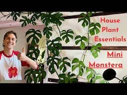 Grow Your MINI MONSTERA Plants like a Pro - How to Grow Rhaphidophora Successfully