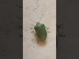 #insects#trendingreels#trendingshorts#shortsvideo#guessthename#feedshorts#exploreinsects#viralvideo