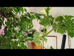 My Top 20 Houseplants