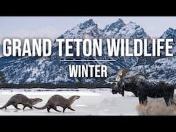 Wildlife in Grand Teton: Moose, Otters, Taggart Lake, & Hoback! Winter & Jackson Hole, Wyoming [4K]