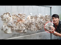 Applying this care method, the plastic containers of mushrooms cannot grow in time to eat