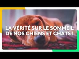 La vérité sur le sommeil de nos chiens et chats !