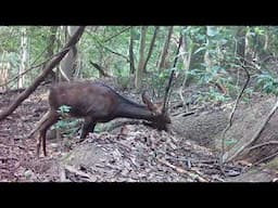 Some shrines and a trail camera check