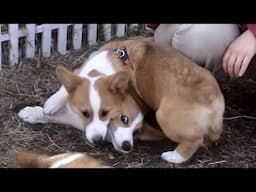 Crazy Young Goro & corgi やんちゃ過ぎるゴローさん