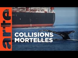 Trop de bateaux pour les baleines | ARTE