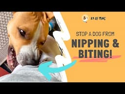 How to Stop a Dog From Nipping & Biting You!