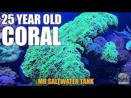 25 YEAR OLD Hammer Coral - Mark Callahan - Mr. Saltwater Tank