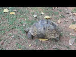 Tortoise moves #funny #tortoise #reptiles