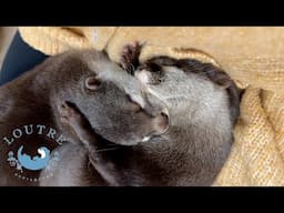 Otters Sleeping While Hugging