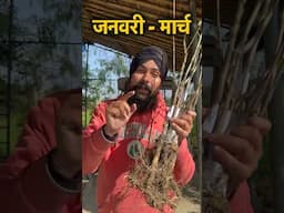 कमाएं लाखों 🤑 सेब के पौधे लगाएं करें गर्म इलाकों में खेती 🍎 Maharastra, Punjab -Haryana