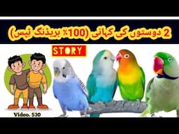 Two Friends Story about Parrots (100% Breeding Tips), Fast Breeding Tips by (Arham), Video. 530