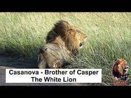 The Lion Chaser - Casanova Brother Of Casper The White Lion Sleeping In The Road