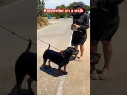 Rottweiler on a walk🐕