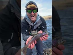 Wild Rainbow Trout on Hat Creek #rainbowtrout #flyfishing #flyfishinglife #tightlines