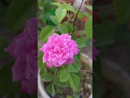 🌿🌹Beautiful Pink Rose plants satisfying video #shorts#rose garden#sastisfying#roseflower